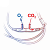 二氧化碳和o2采样管医用消耗品用鼻prongs取样套管